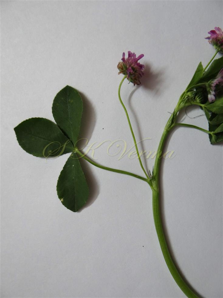  Leaf bearing flower head
